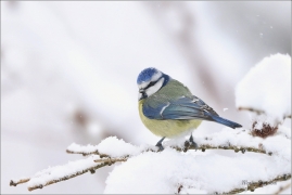 <p>SÝKORA MODŘINKA (Cyanistes caeruleus) ---- /Eurasian blue tit - Blaumeise/</p>